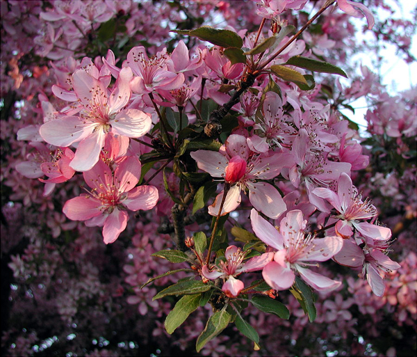 crabapple.jpg