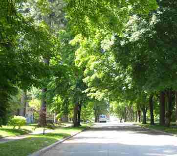 streettreeslow.jpg
